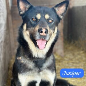Juniper